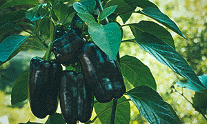 Chilipeber 'Sweet Banana' Paprika 'Mavras'